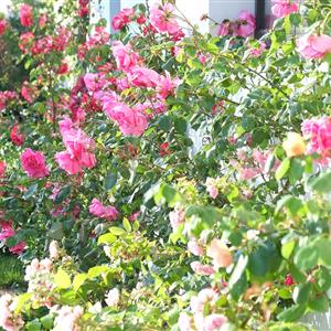 Jardin fleurie - Hotel Le Senechal