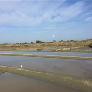 Marais salant Ile de Ré 